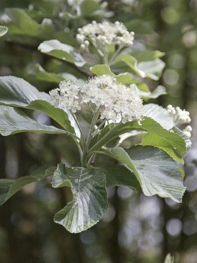Alisier blanc