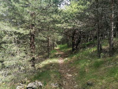 Forêt de pins