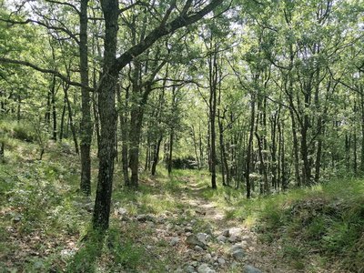 Forêt de chênes