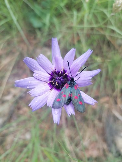 Zygène de la Spirée sur la catananche