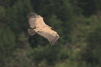Vautour fauve