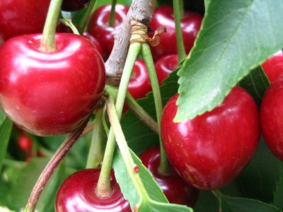 Cerises des Baronnies