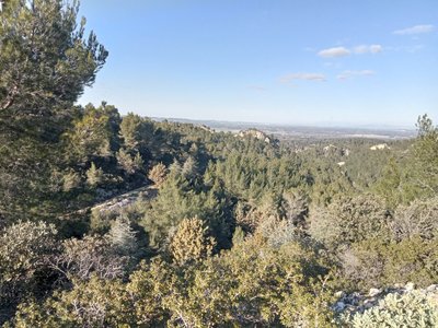 La forêt des Alpilles
