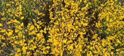 Genêt en fleurs
