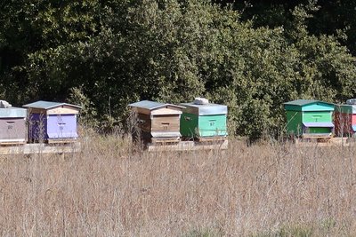 Ruches au bord d'un champ