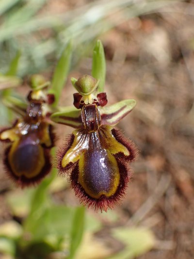 Ophrys miroir