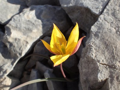 La Tulipe du Midi