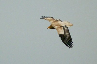Vautour percnoptère