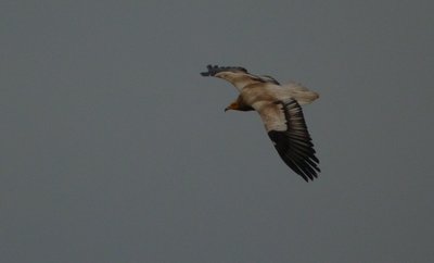 Vautour percnoptère