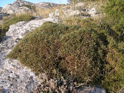 Genêt de Lobel