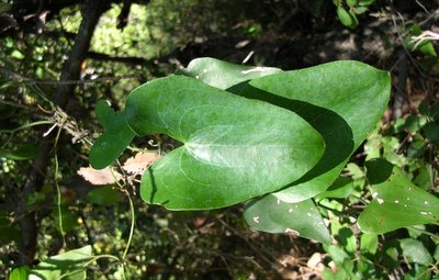La Salsepareille