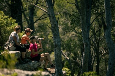 La forêt de Pin d'Alep