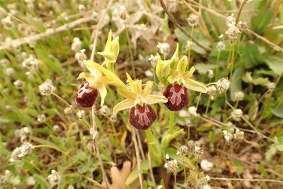 Ophrys de Provence