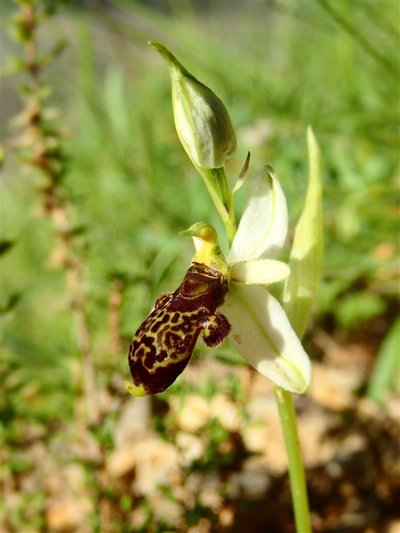Ophrys de Philippe