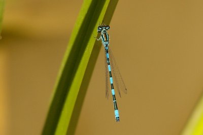 Agrion de Mercure