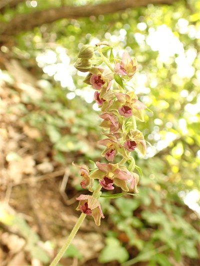 Epipactis helléborine