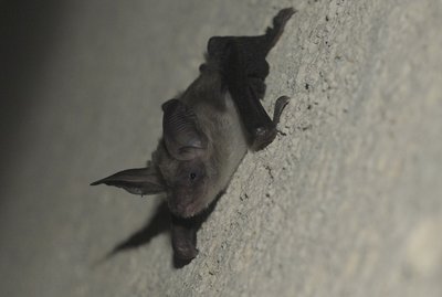 Murin de Bechstein juvénile