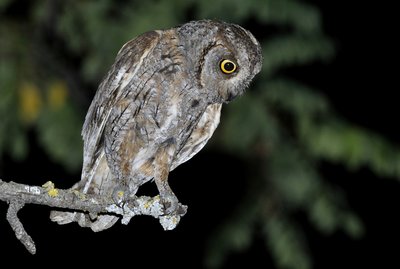 Petit-duc scops