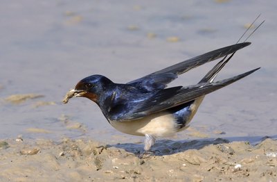 Hirondelle rustique