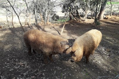 Cochons Mangalica
