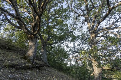 Chênes sessiles