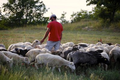 Élevage de moutons