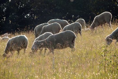 Troupeau de moutons sur Lure