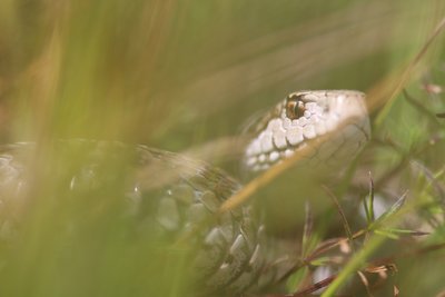Vipère d'Orsini aux pieds de Lure