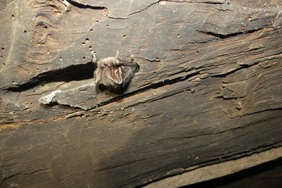 Barbastelle d'Europe