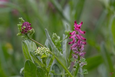 Fumettere à fleurs serrées