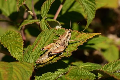 Miramelle du Ventoux