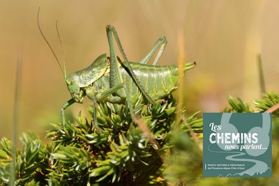 Sauterelle : Barbitiste ventru