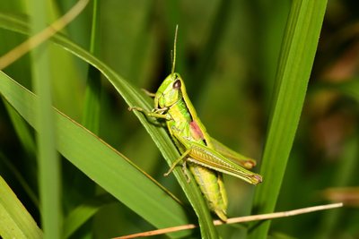 Criquet des genévriers