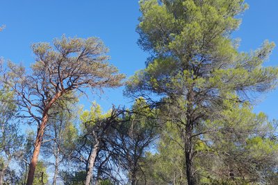 Pin d'Alep
