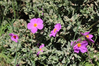 Fleurs de Ciste cotonneux
