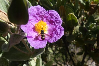 Syrphe sur une fleur de Ciste blanc