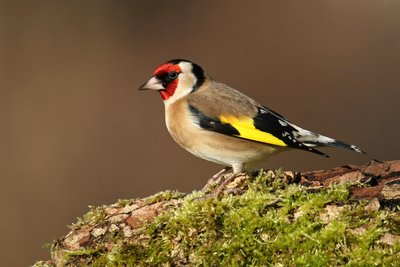 Chardonneret élégant
