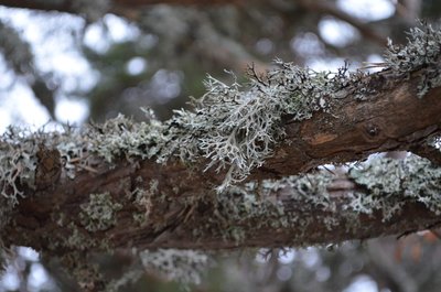 Lichen Evernia prunastri