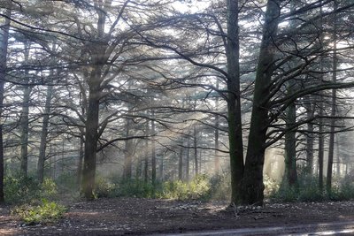 Forêt des Cèdres