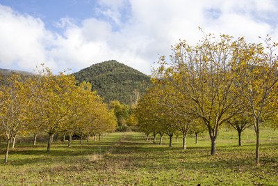 Champs de noyers en automne