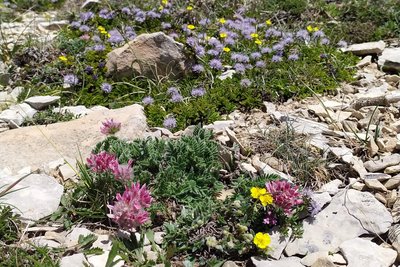 Anthyllide, Globullaire et Hélianthème