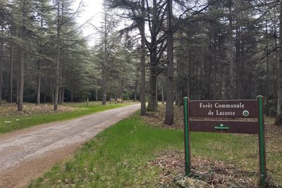 Entrée de la forêt de Lacoste