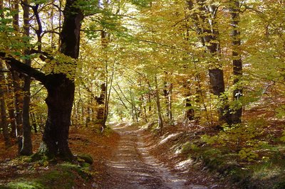 L'automne en forêt de Lure
