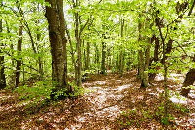 Hêtraie de Lure au printemps