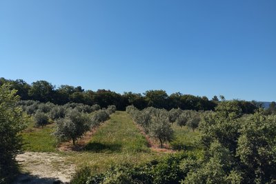 Champs d'oliviers au col de Gordes
