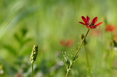 Adonis flamme