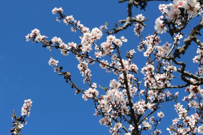 Amandiers en fleurs