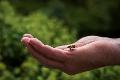 Abeille de la Miellerie du moulin du Paroy©Martin Champon