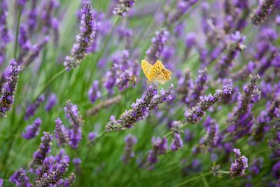 Papillon©la lavanderaie