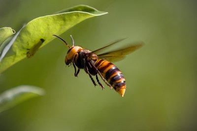 Frelon asiatique